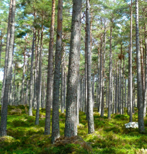 Door de bomen het bos niet meer zien!